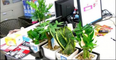 办公室的方位适合养什么植物你知道吗