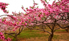 桃花朵朵开 九种风水物品助你催桃花