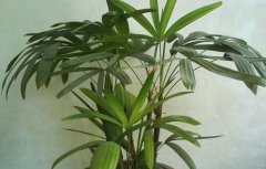 办公室摆放什么植物最好，棕竹适合吗？
