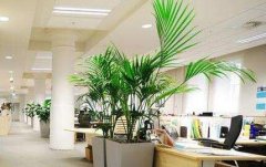 办公室植物如何根据五行来摆放？