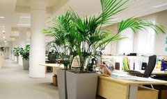 办公室适宜摆放的植物有哪些？