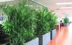 办公室摆放什么植物防辐射？
