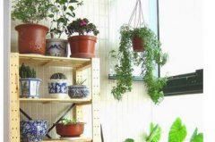 阳台栽种什么植物最好，最能促进住宅运势？
