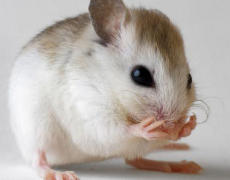 男宝宝属鼠今年几岁？健康运好不好？