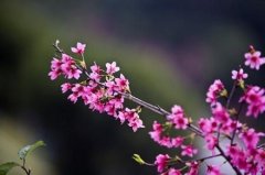 立春和春节有什么区别,为什么不是在同一天？