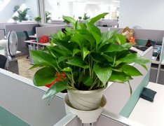 办公室植物风水摆设有什么讲究？