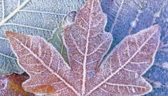 今年霜降是几号，关于霜降的诗词欣赏