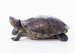 办公室养龟风水，为什么养龟能改善