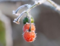 霜降节气吃柿子好吗,霜降吃柿子有什么说法？