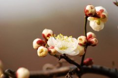 立春与春节的关系是怎样的？2023立春