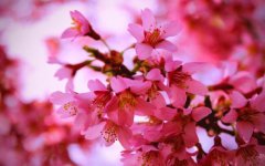 春节的时候送桃花代表着什么