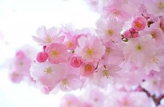 农历四月出生是桃花命吗,命中桃花的差法解析！