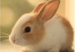 生肖属兔6月出生的名人都有谁？