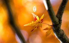秋分一般在几月？秋分和中秋有什么区别？