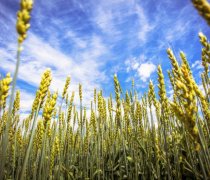 小满节气是收获小麦的季节吗,2023年小满可以结婚吗？