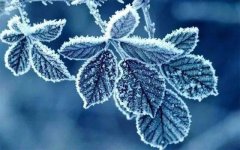 关于霜降的古诗介绍，霜降二候草木