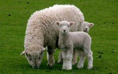 2022年属羊的人有什么大事，不能做什么？
