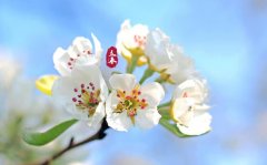 立春三候是什么，立春节气有什么物候特征？