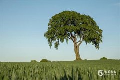发财树真的能招财吗？发财树怎么活得久？