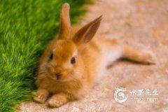 2023年生肖兔全年运势女，属兔女每月