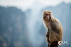 2023年属猴人最凶的月份，几月份最倒霉？