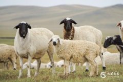 属羊的人和属龙的人在2023年兔年结婚可以吗？