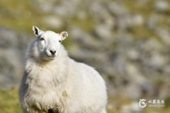 生肖羊2023年的幸运数字，属羊的兔年吉星有哪些？
