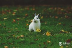 1975年属兔一生吉祥物，2023年要准备什么物品？