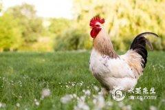 生肖属鸡的人可以养狗吗2023，适合养