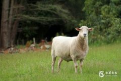 91年出生33岁的生肖属羊人2023全年财运
