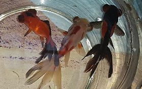 鱼缸养鱼有讲究 养几条鱼最佳呢