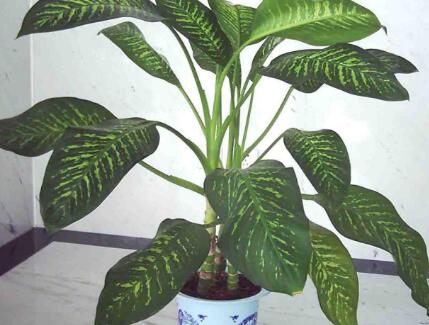 17年新年家中植物万年青摆放有讲究 水墨先生