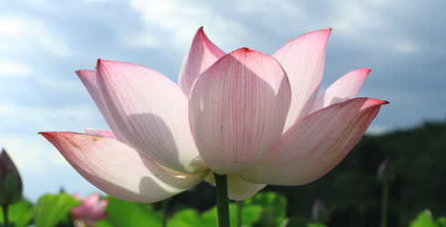 2017年农历六月,农历六月吉日,农历六月