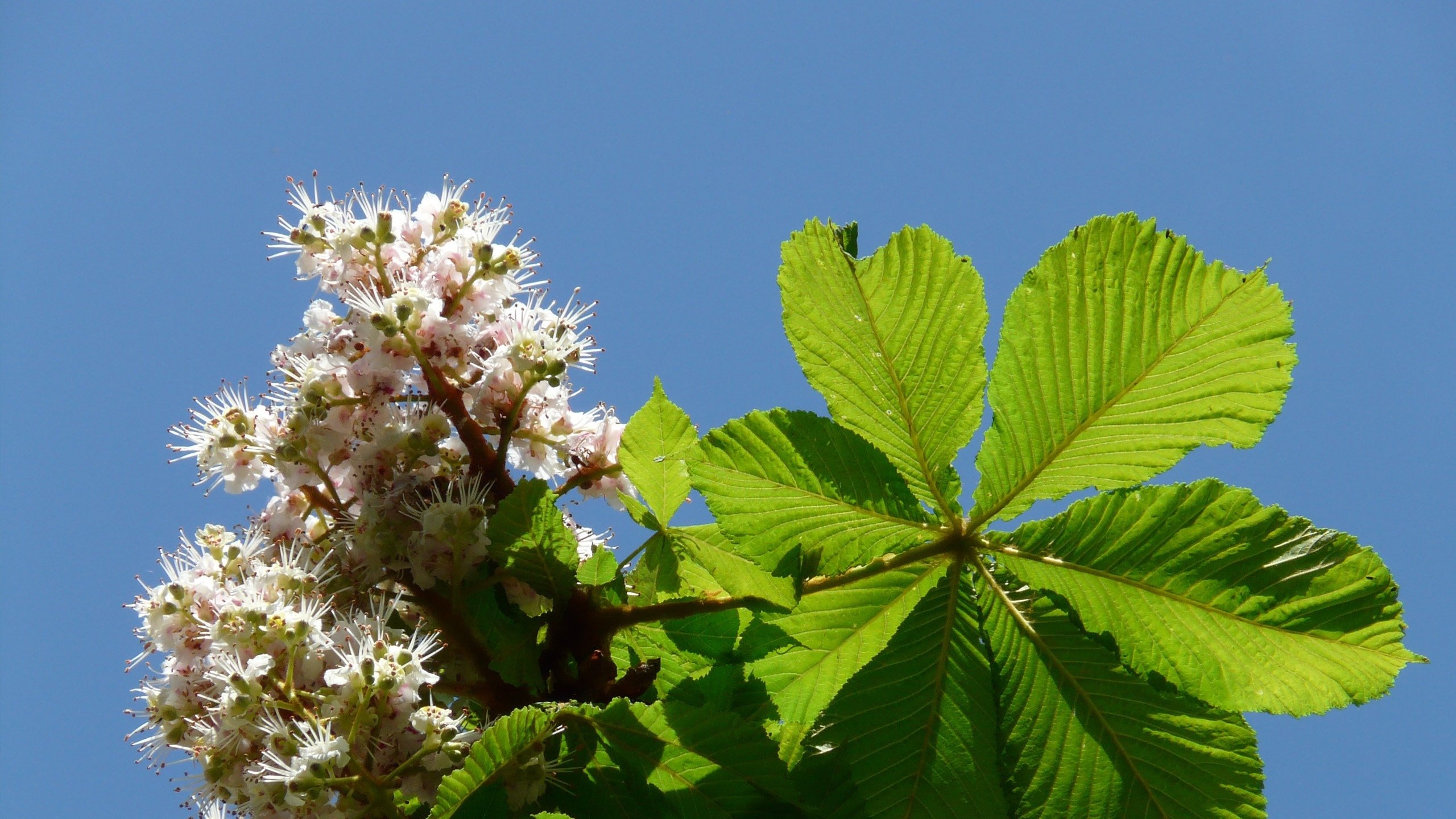 季古月:《司马将军歌 代陇上健儿陈安》,李白,狂风吹古月,窃弄章华台.