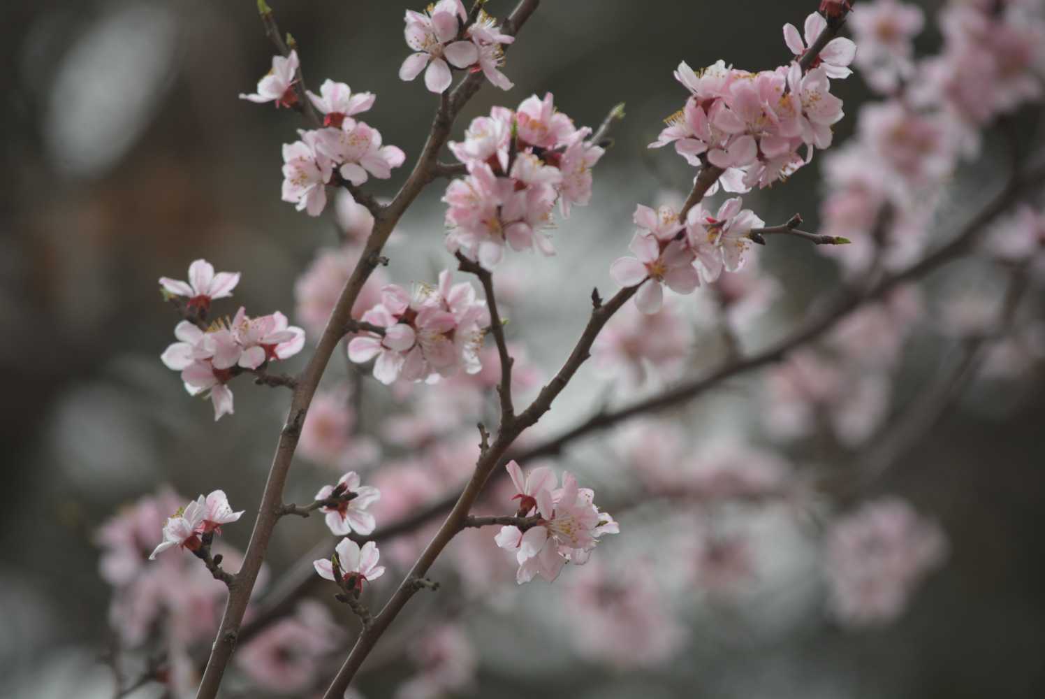 2019猪年腊八节生的女宝宝五行缺土要如何起名字