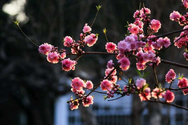 2019年下元节出生的女宝宝起什么名字好五行缺火可以起的名字