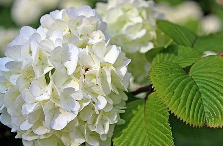 幸運花:兔子花,玉簪花,網紋草愛情是否