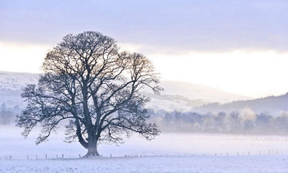 03年大寒出生的羊好不好生肖羊性格优缺点解析 水墨先生