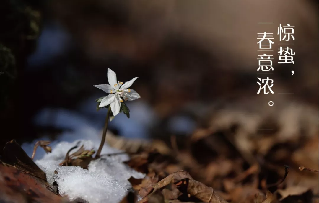 属牛惊蛰节气出生的宝宝好吗 命运如何