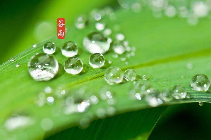 穀雨是什麼節氣?穀雨有什麼習俗?